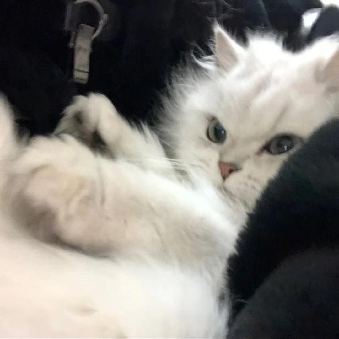 铃铃铛ʕ•̫͡•ʔ