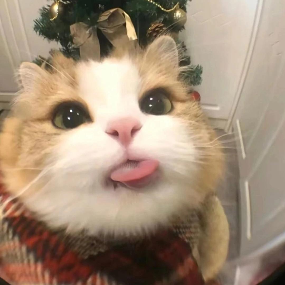 猪油坨坨