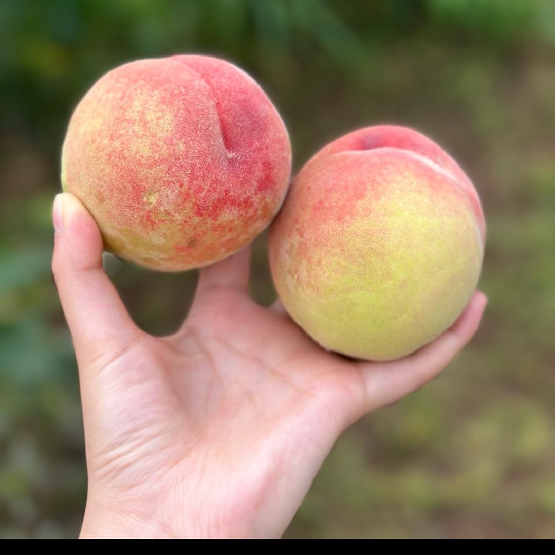 我在洛阳种桃子🍑