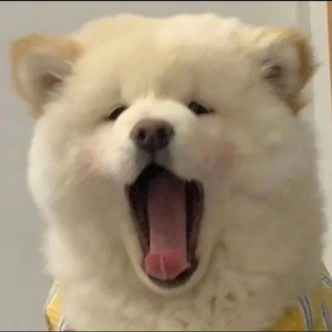 猪了个猪
