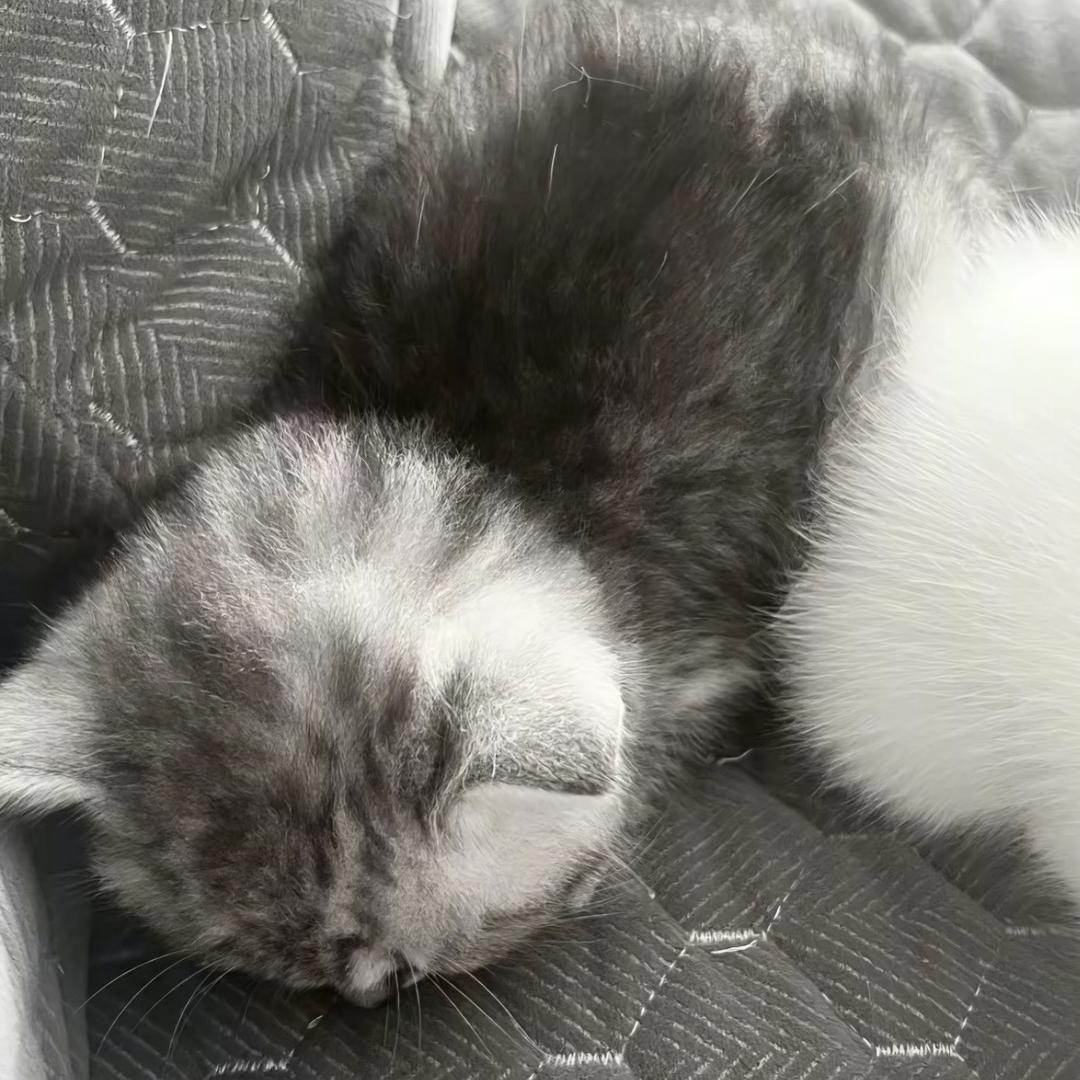 冷冬萧