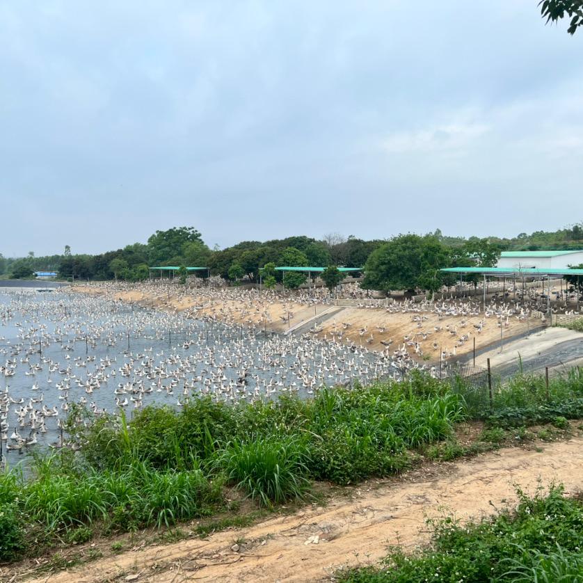 小马哥狮头鹅小号