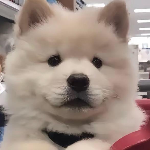 蘓
