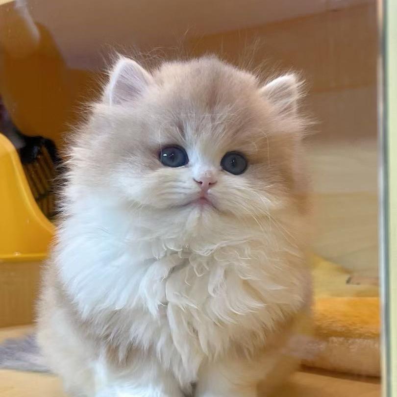 小刘的矮脚猫🐱