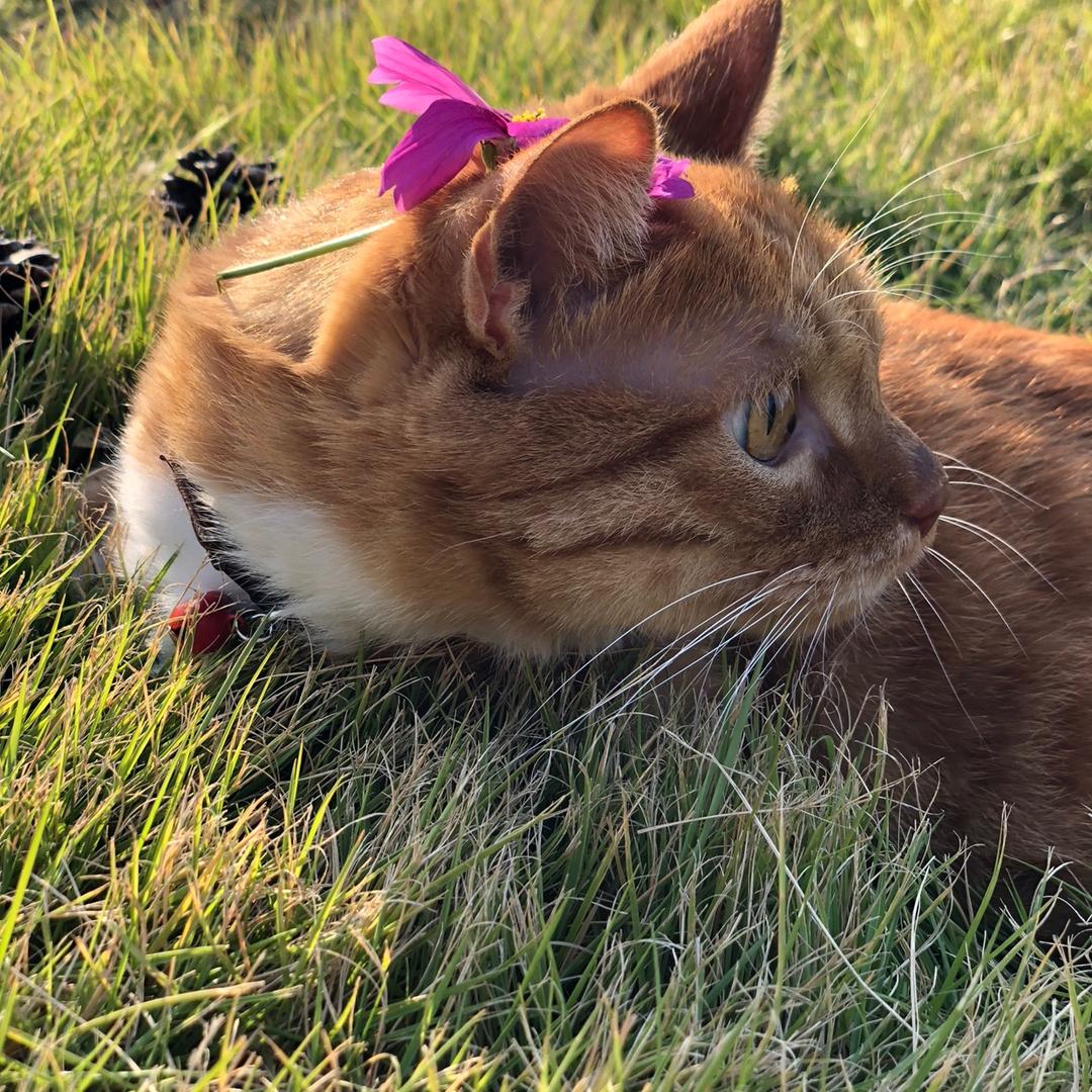 钱钱是只小老虎🐯