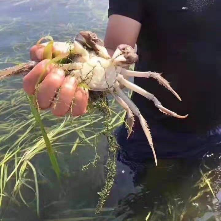 胡哥胡嫂 海鲜3号
