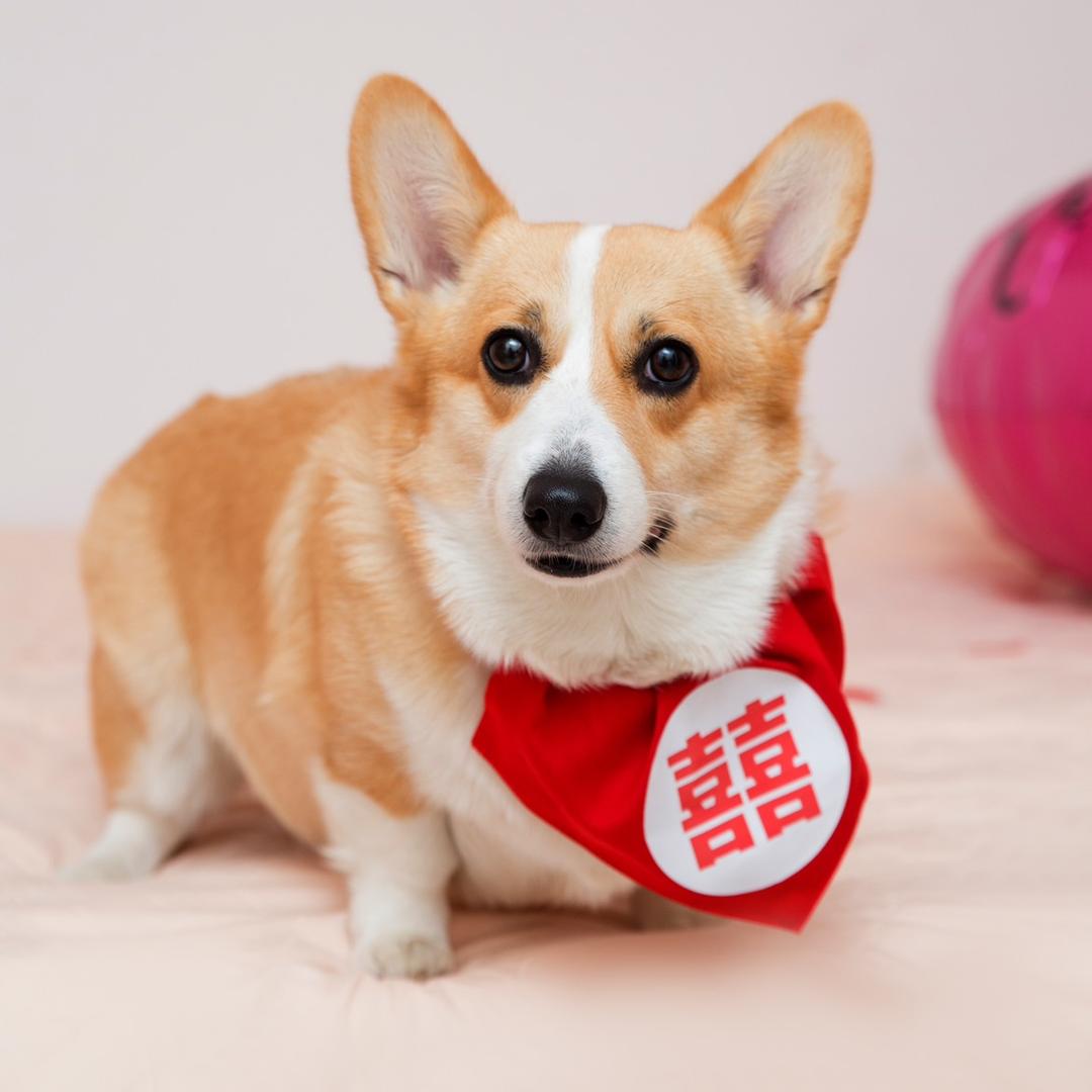 肥婆柯基叫奶茶