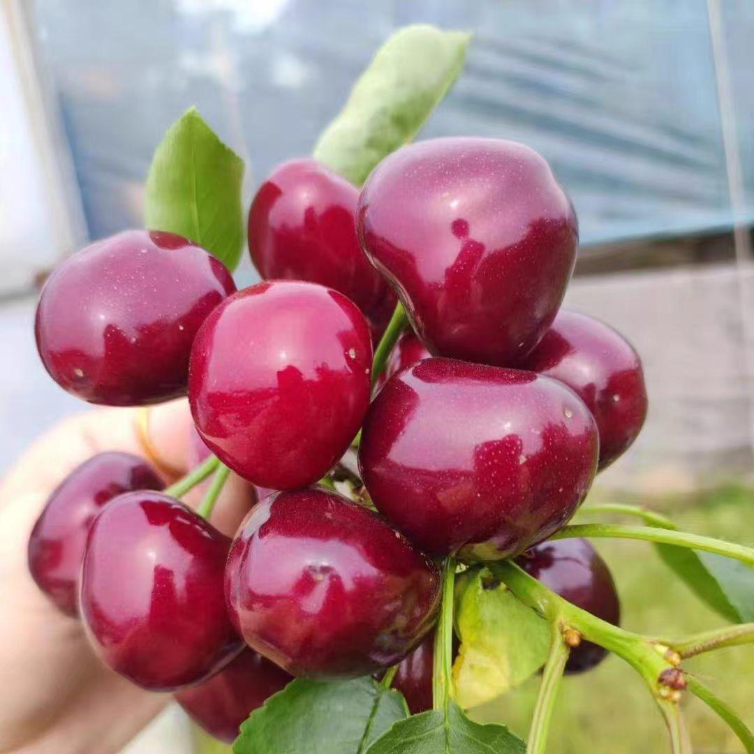 雨红果树苗木专营店