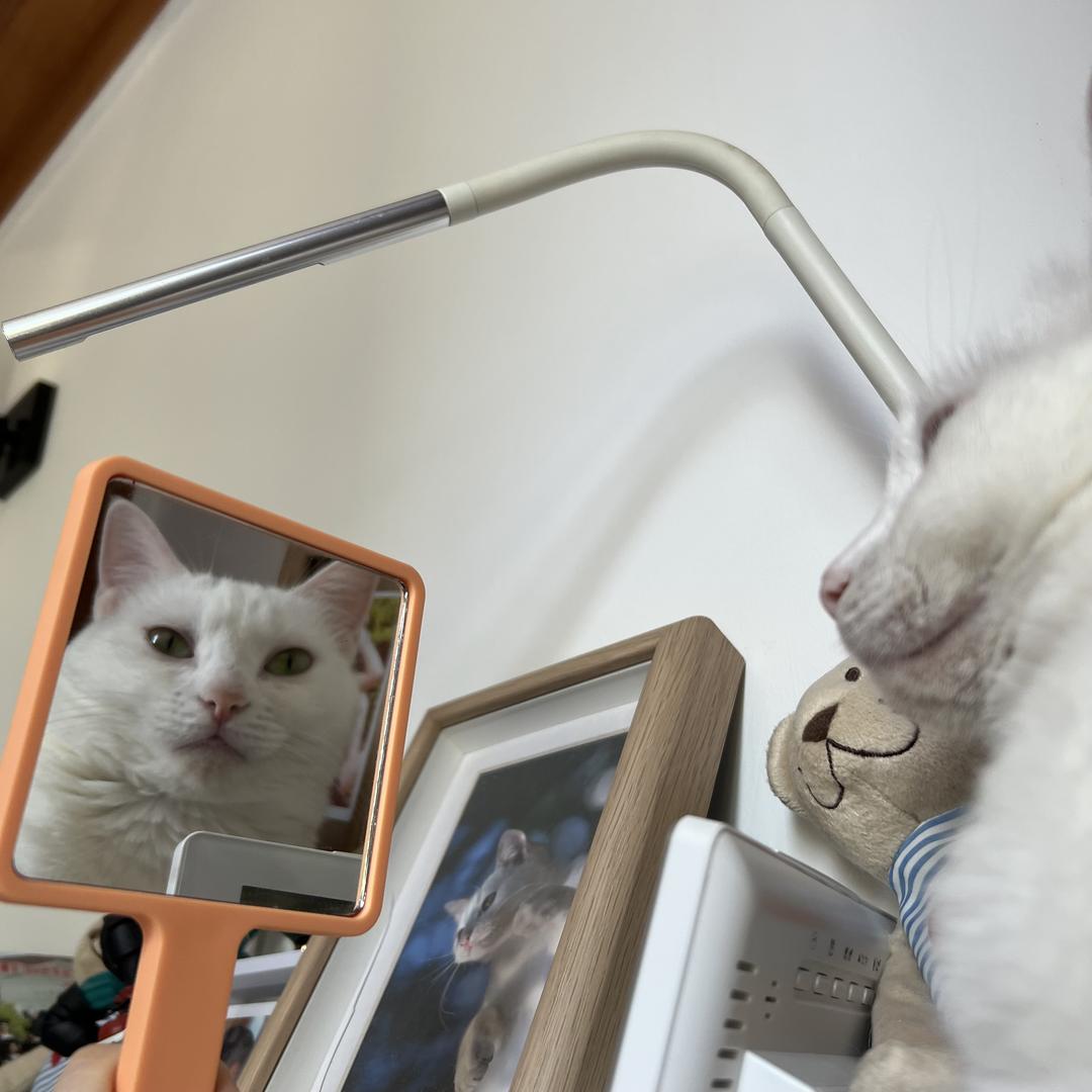 一条只想吃猫条