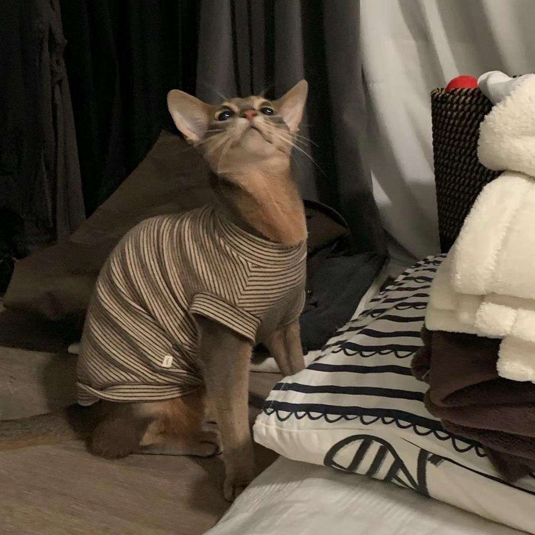 碎冰冰冰