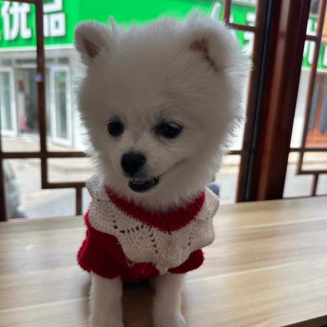 博美小不点