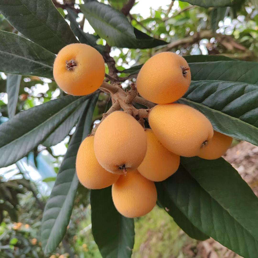 🌹伊家果园🎄