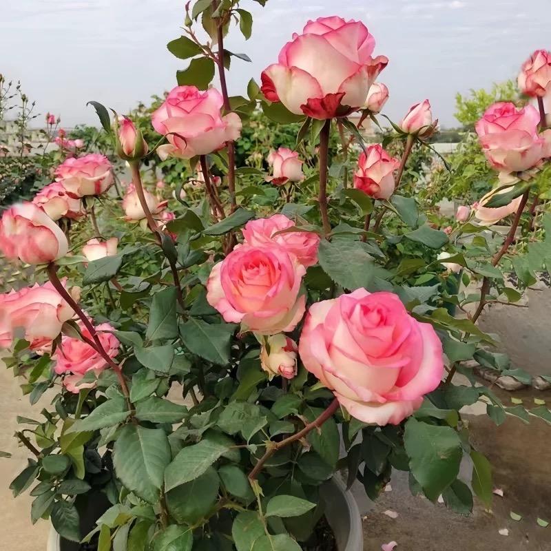 玫瑰种植基地合作社