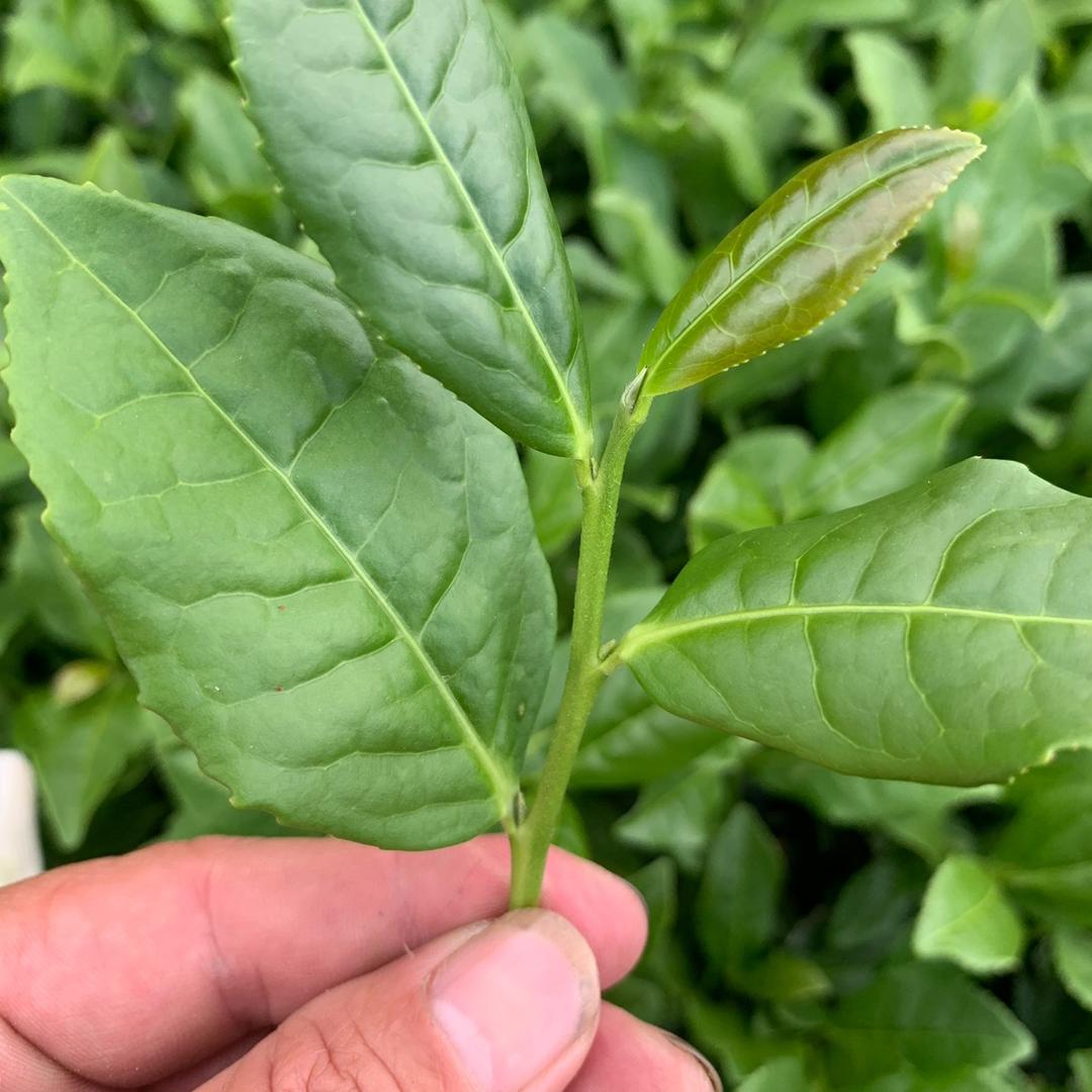 祥富茶业