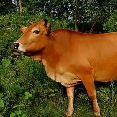 贵州高原耕地小黄牛