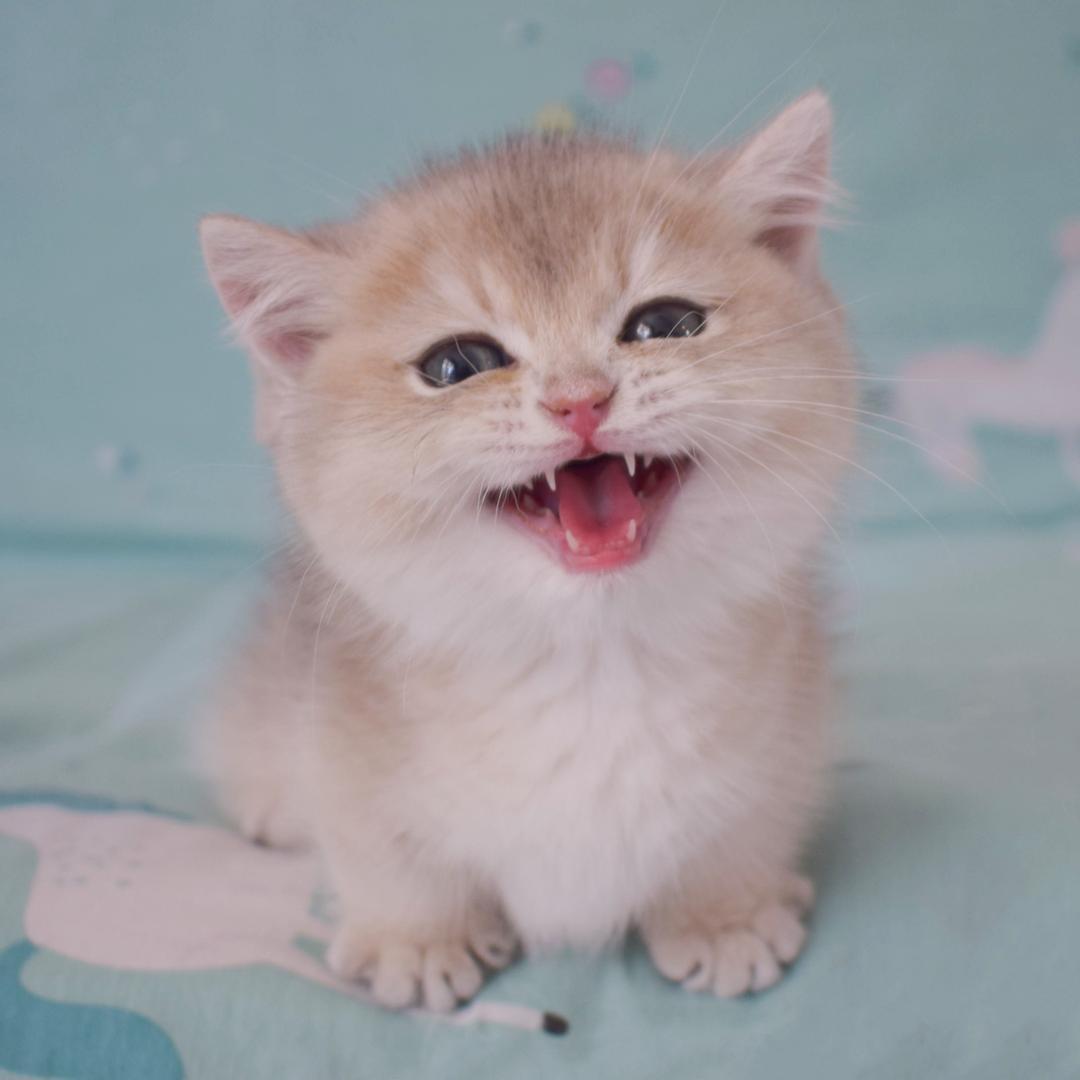 莉莉有只招财猫