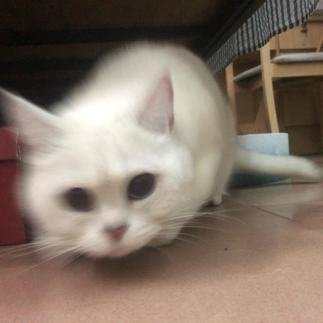 一只猫叫小不点儿