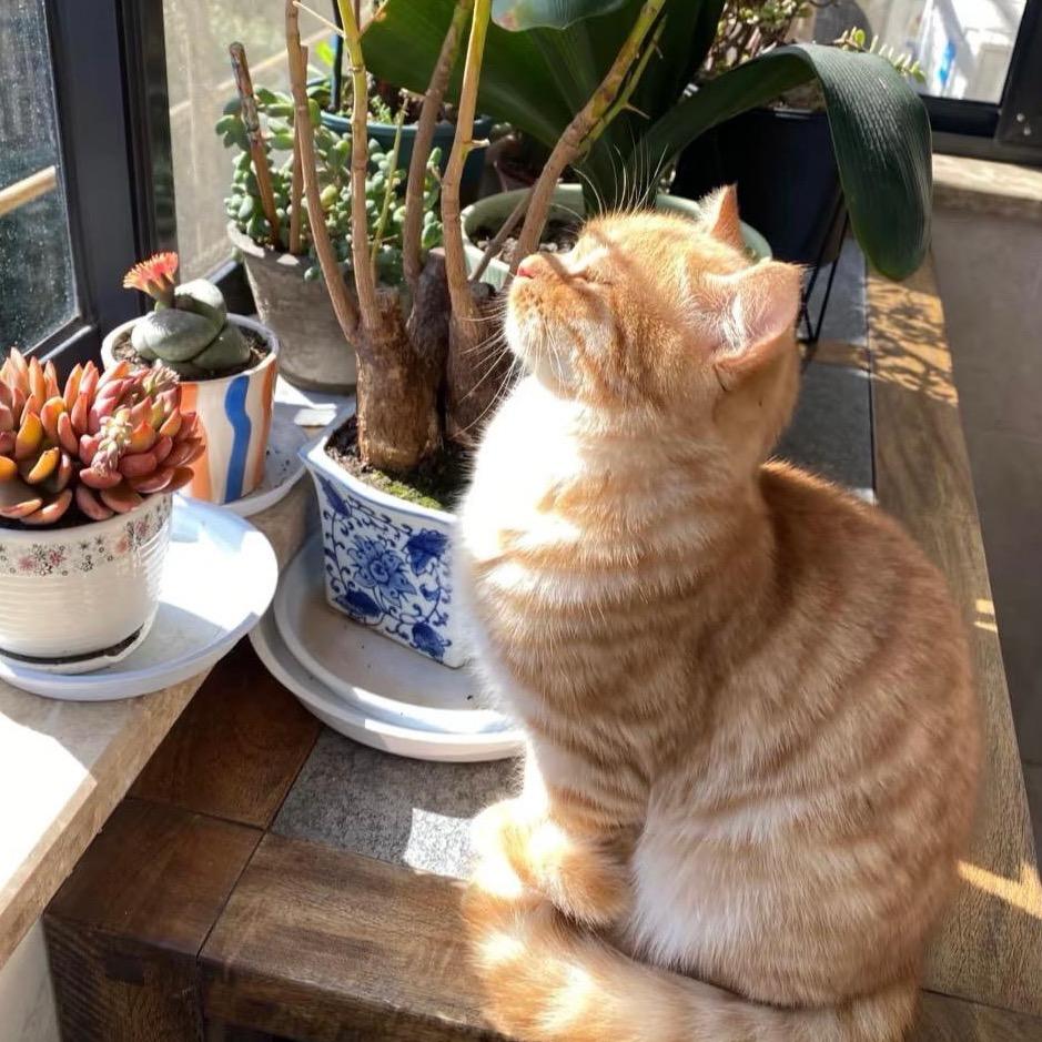 小虎牙