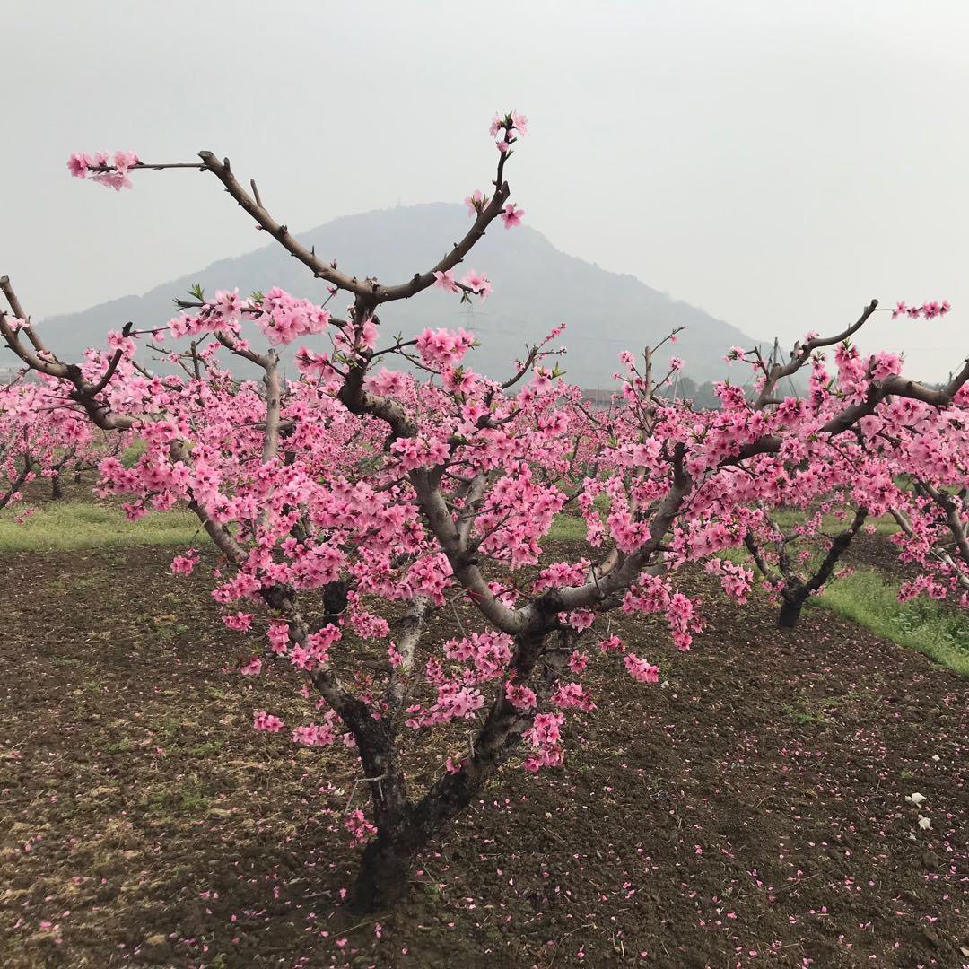 四月的翠花