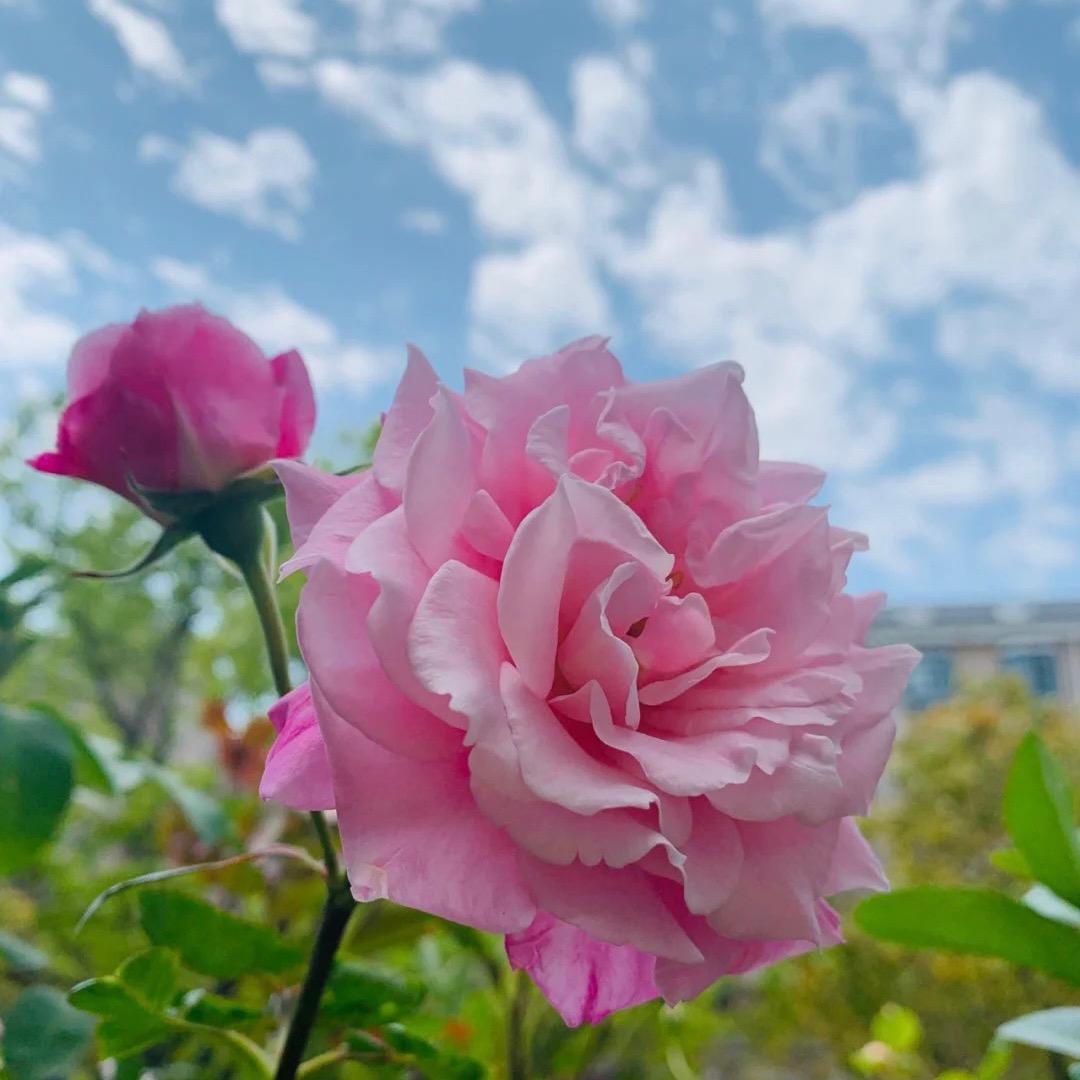 田语香澜花卉园艺