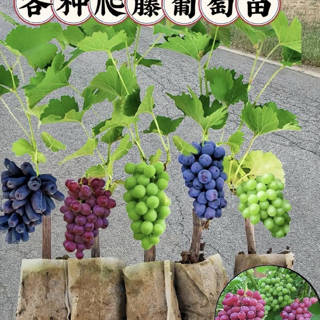 花音谷泰诚果树苗木专卖店