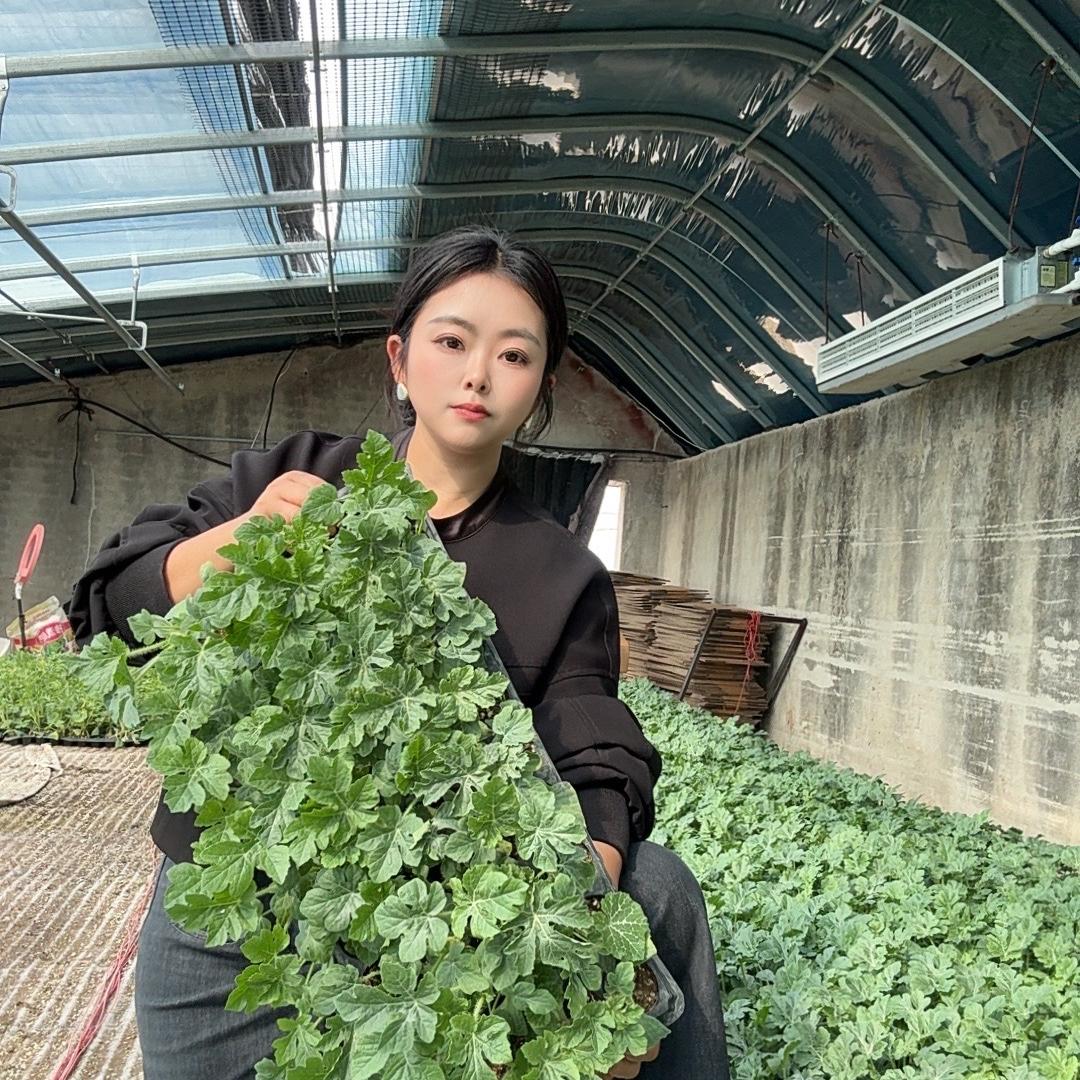赛赢种苗西瓜蔬菜育苗