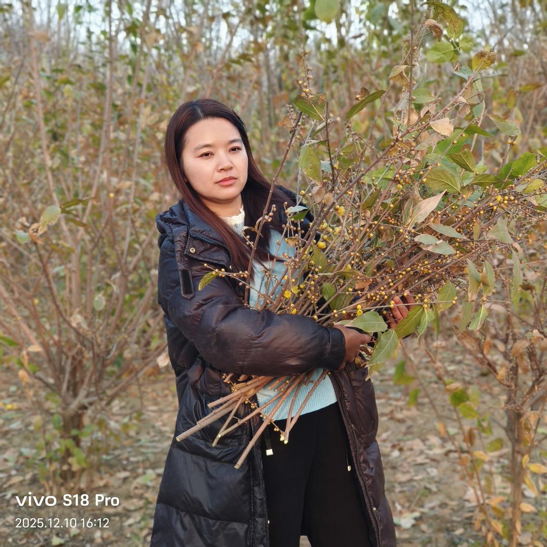 婷婷的十里花田
