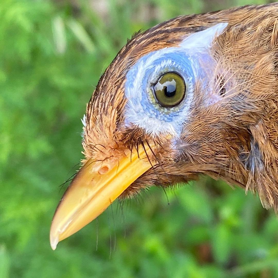 乾熙堂鸟食浩乾