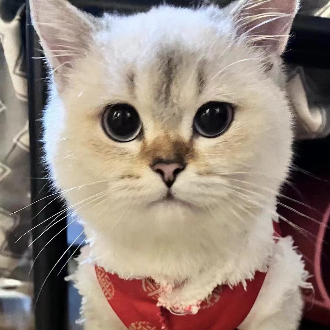 笨蛋小猫咪（胡图图）