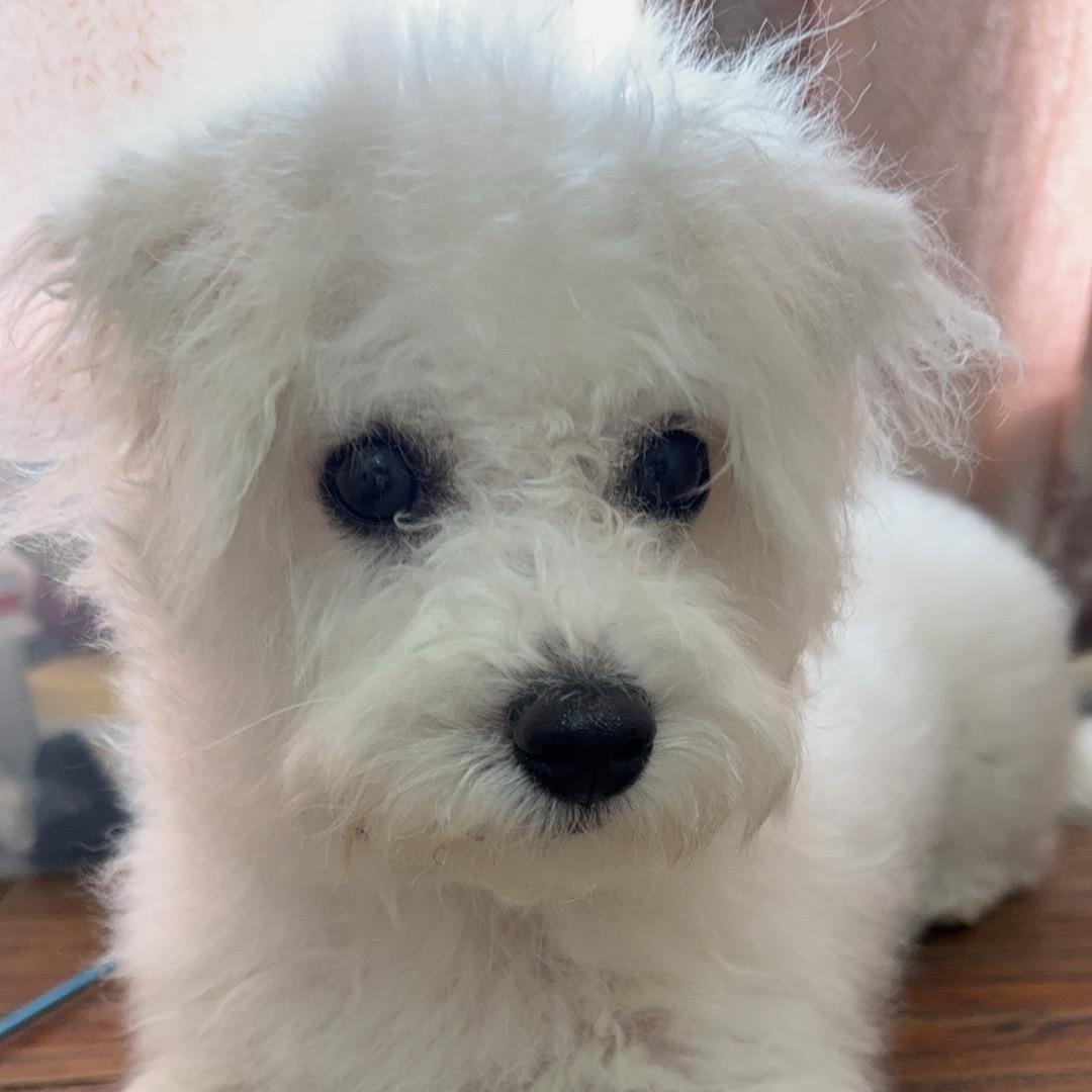 @糯糯狐狸头像