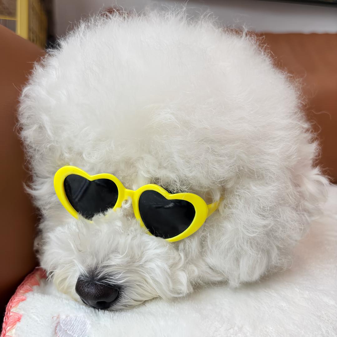 王乐乐是只小比熊