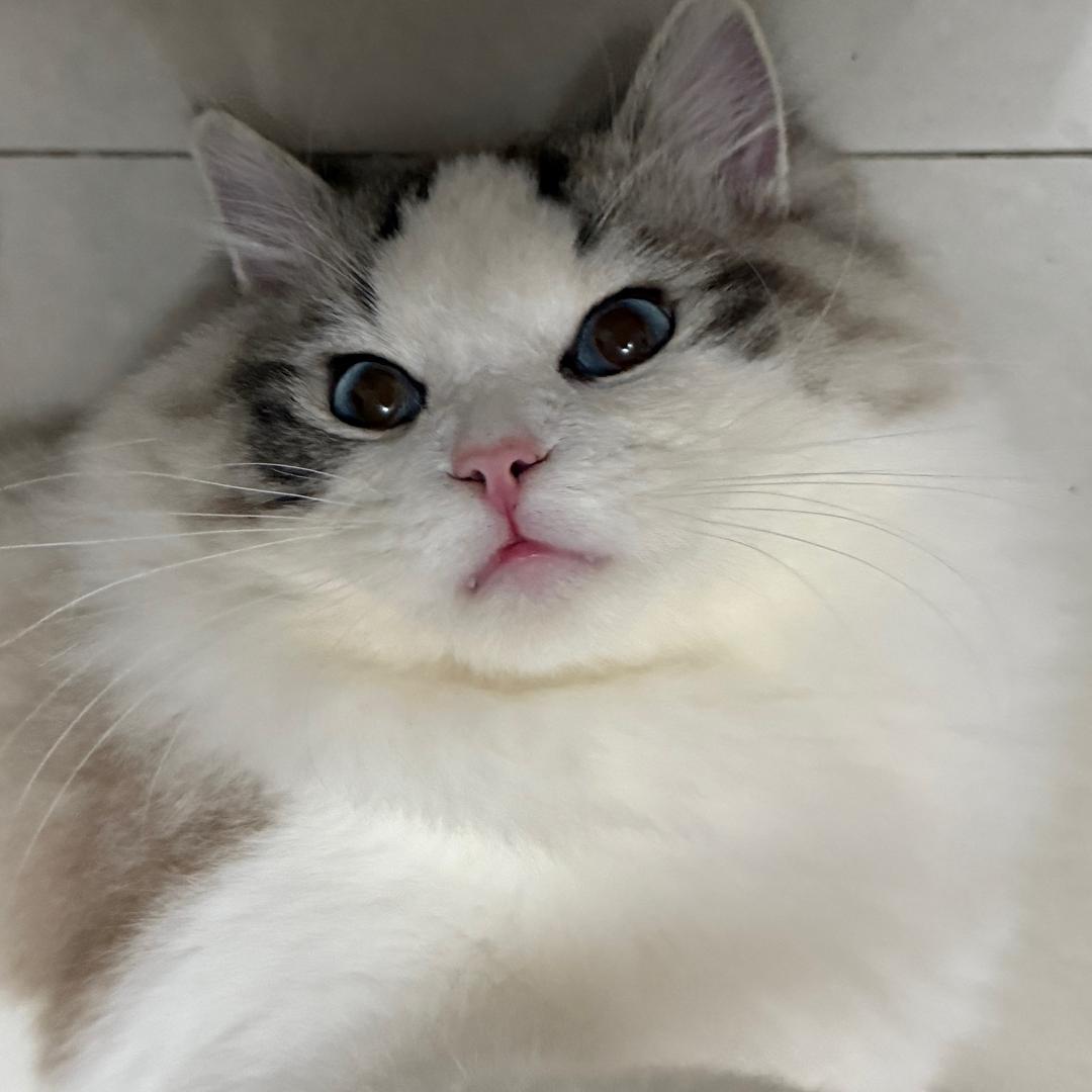 小猫不悲伤