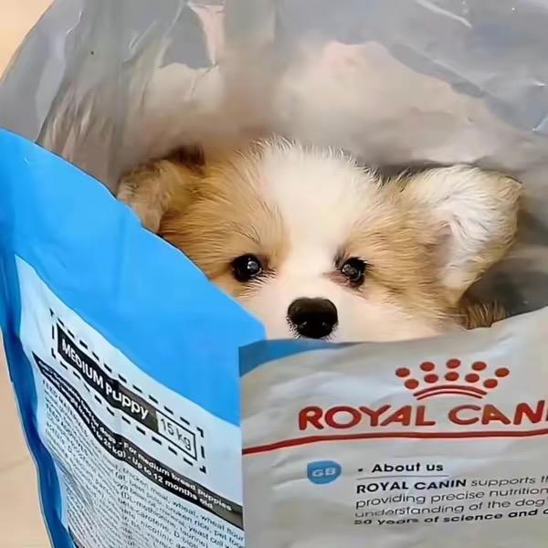 西希麻麻