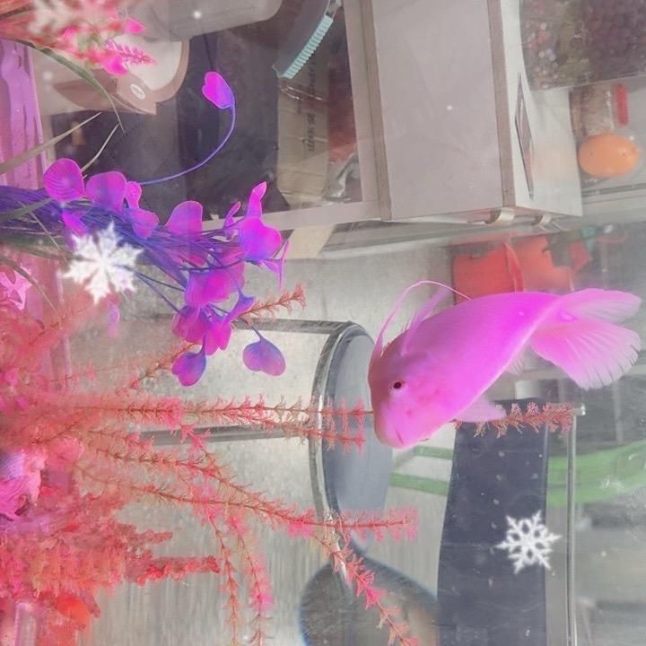 我家的小鱼