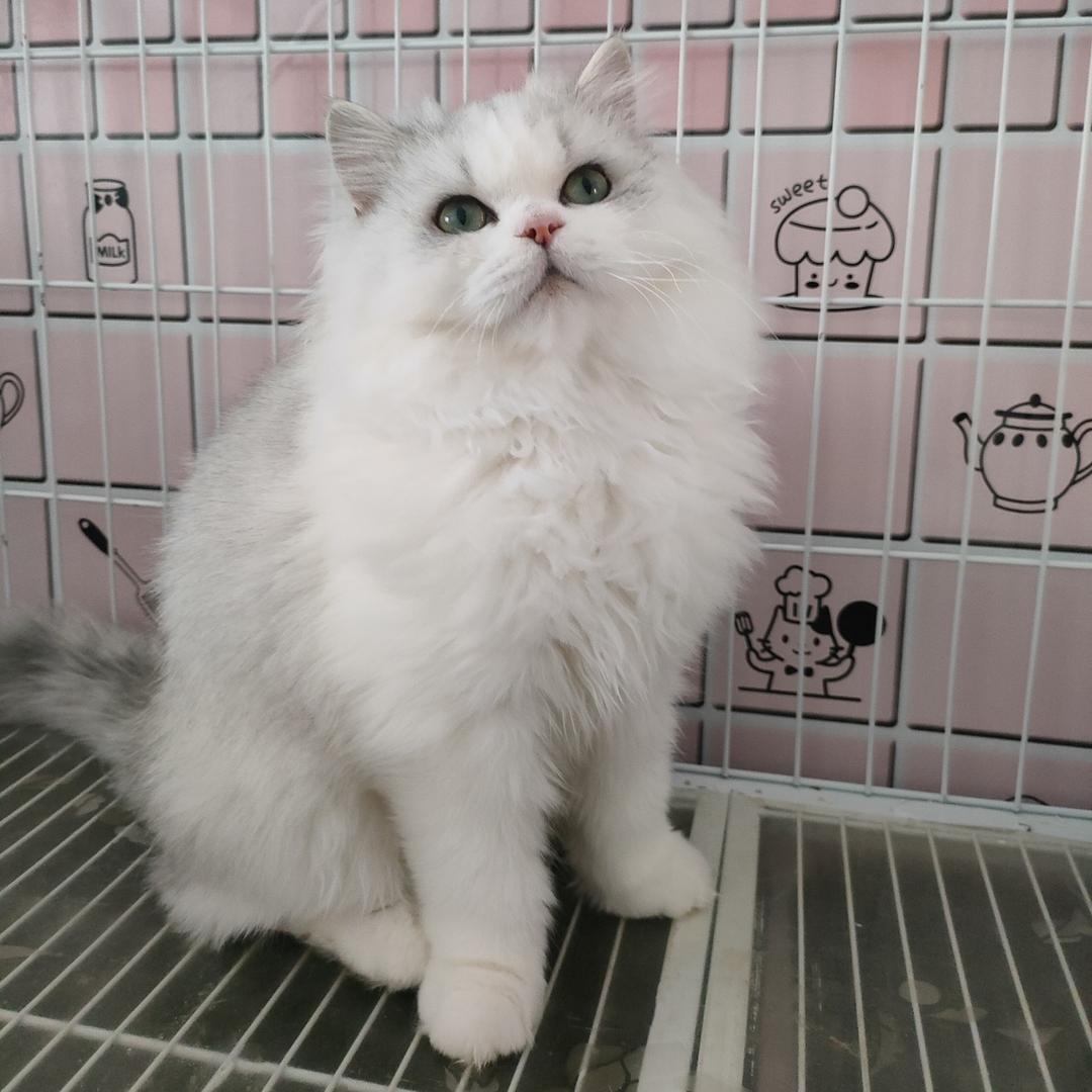 ꧁༺ཌ招財貓没了鈴噹ད༻꧂