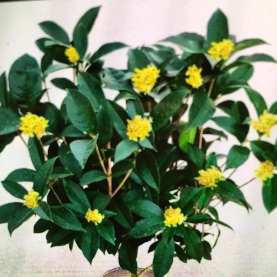 ☀️风雨无阻🌦️