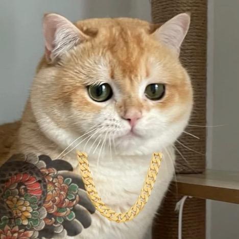 yyycccc