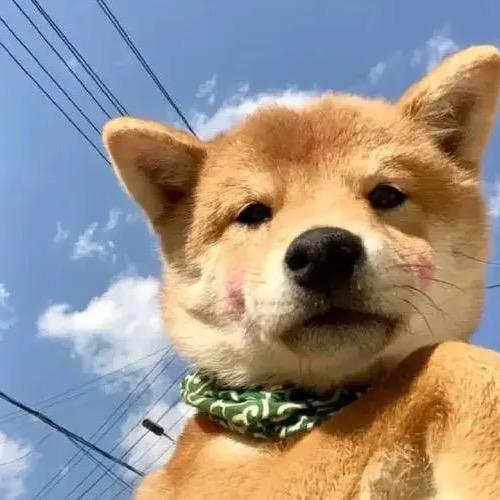 东东回农村了