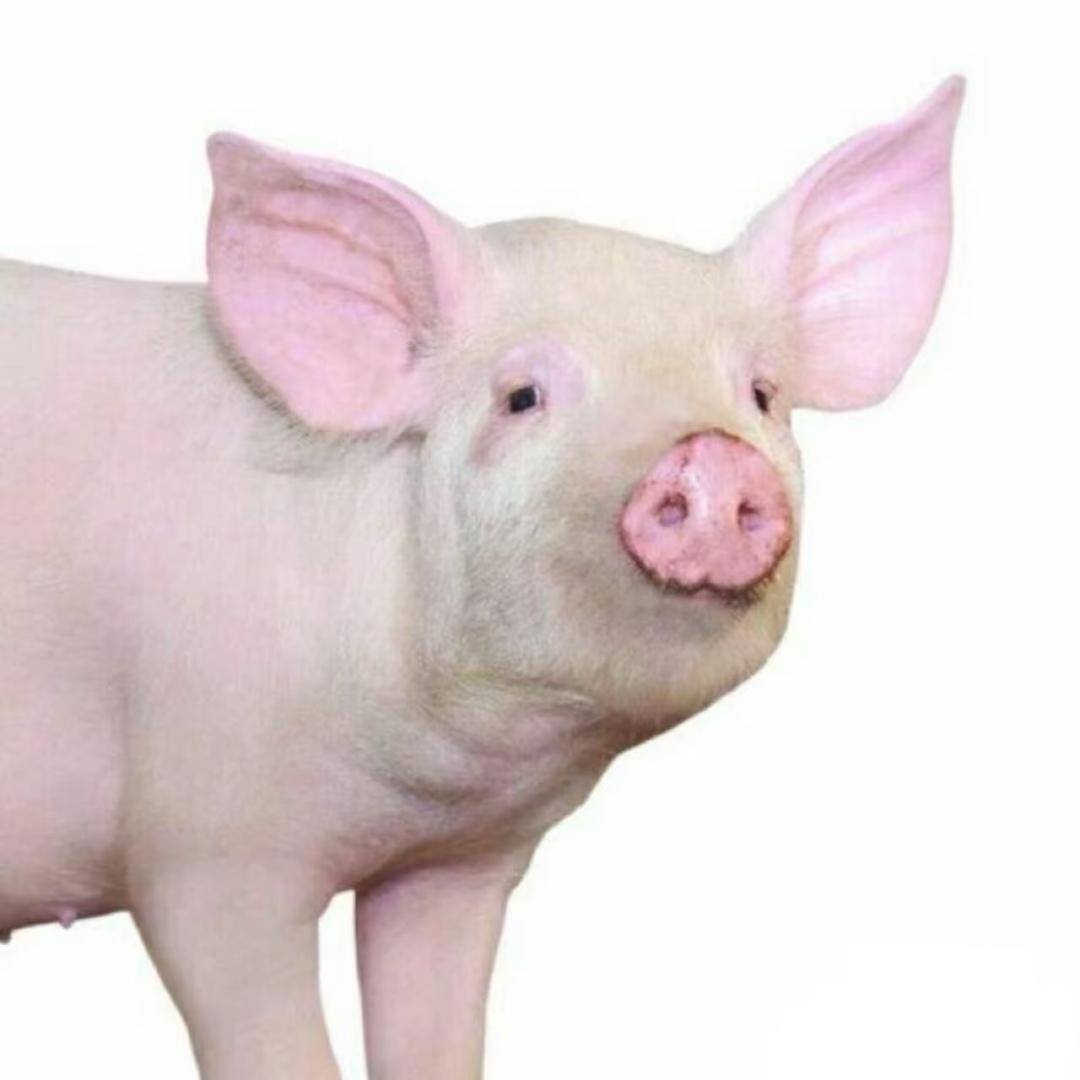 清崽