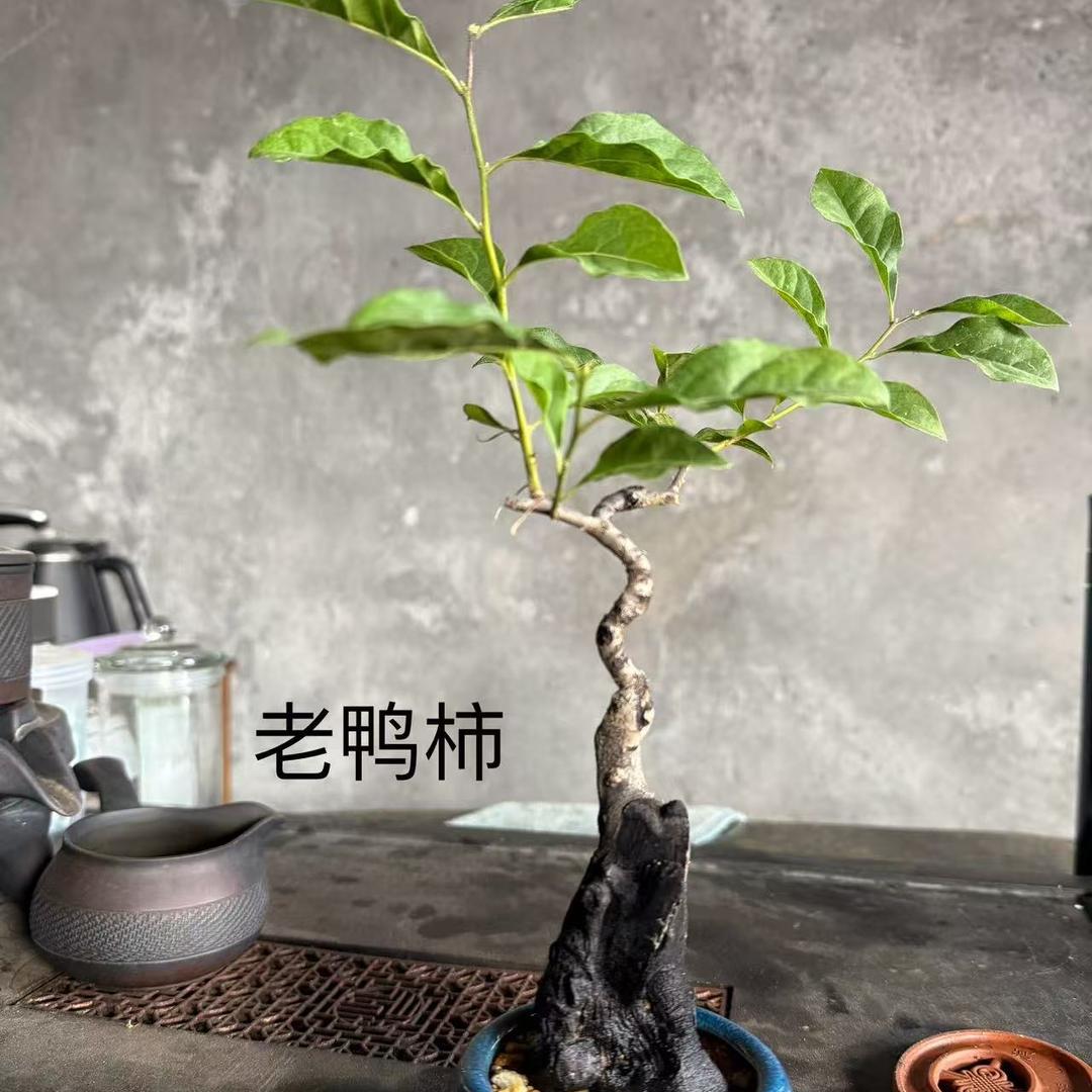 新艺绿植