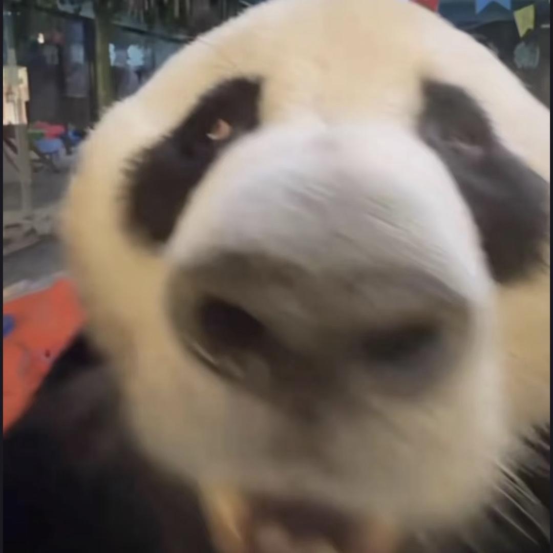 龍与玫