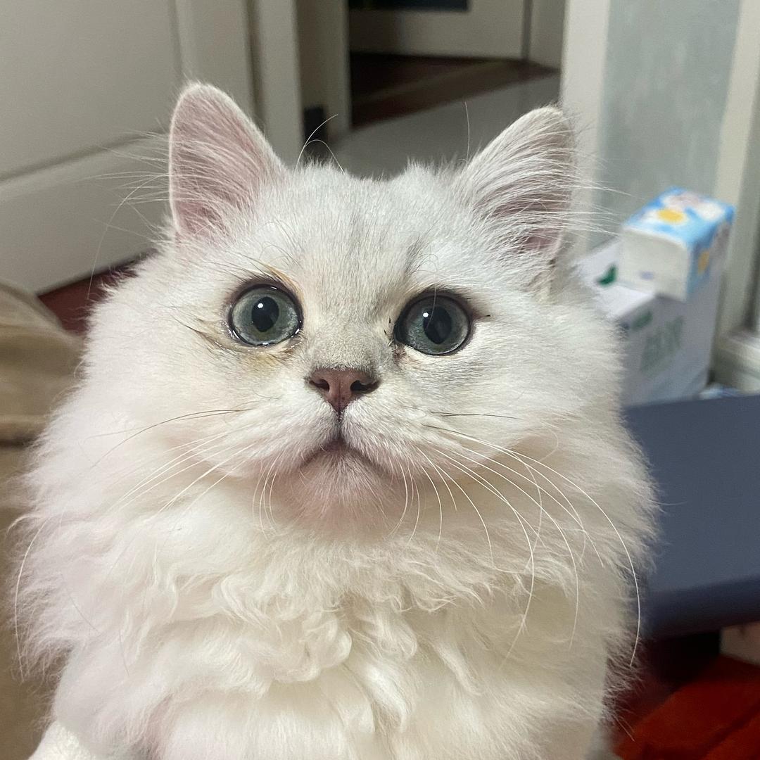 元帅和“大帅锅”