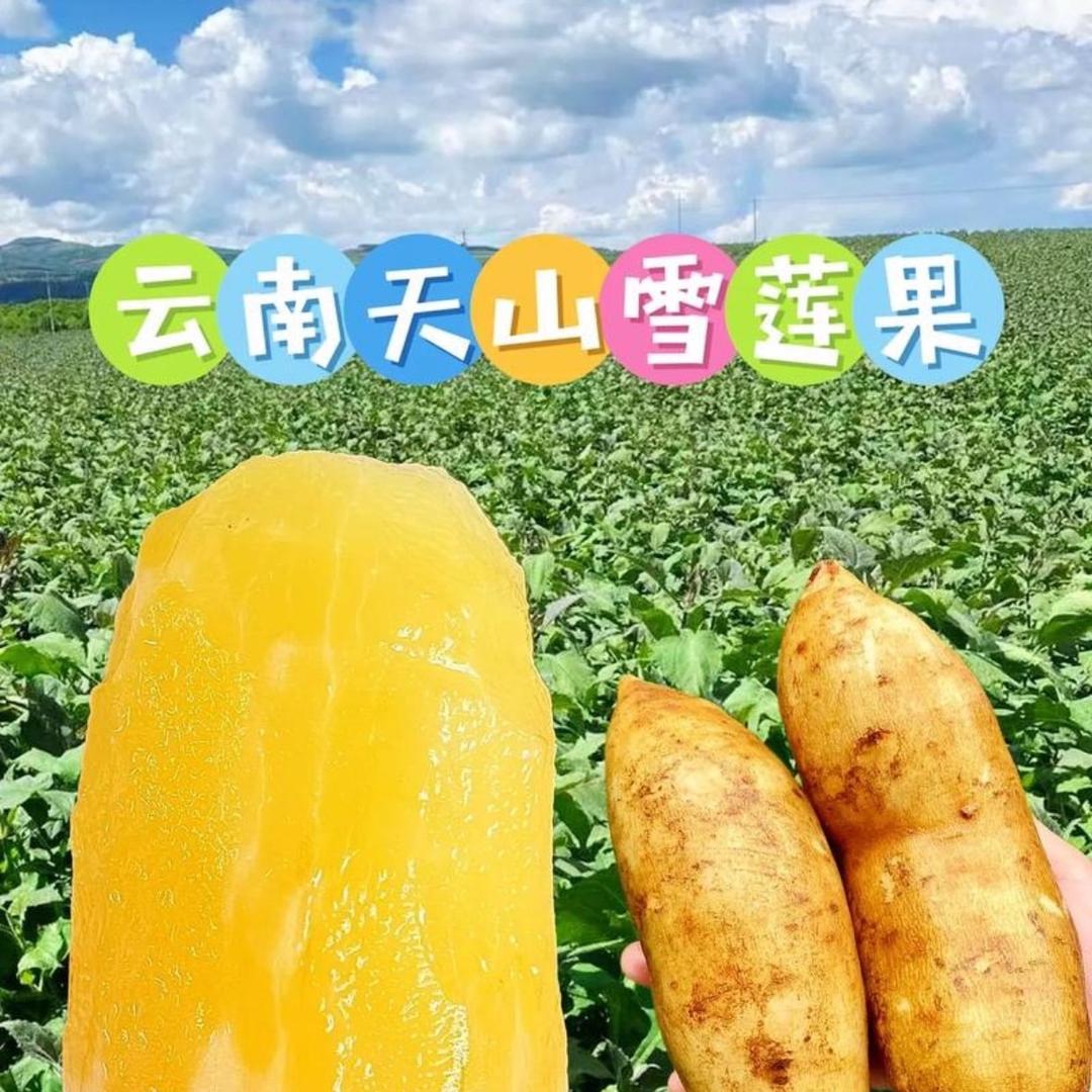 云南天山雪莲果熟了
