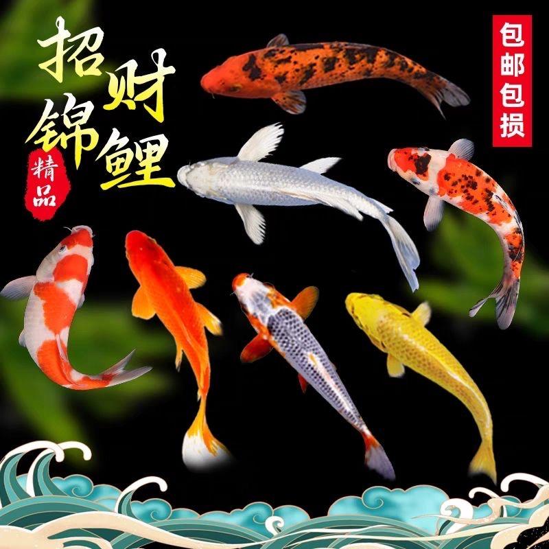 福鲤临门