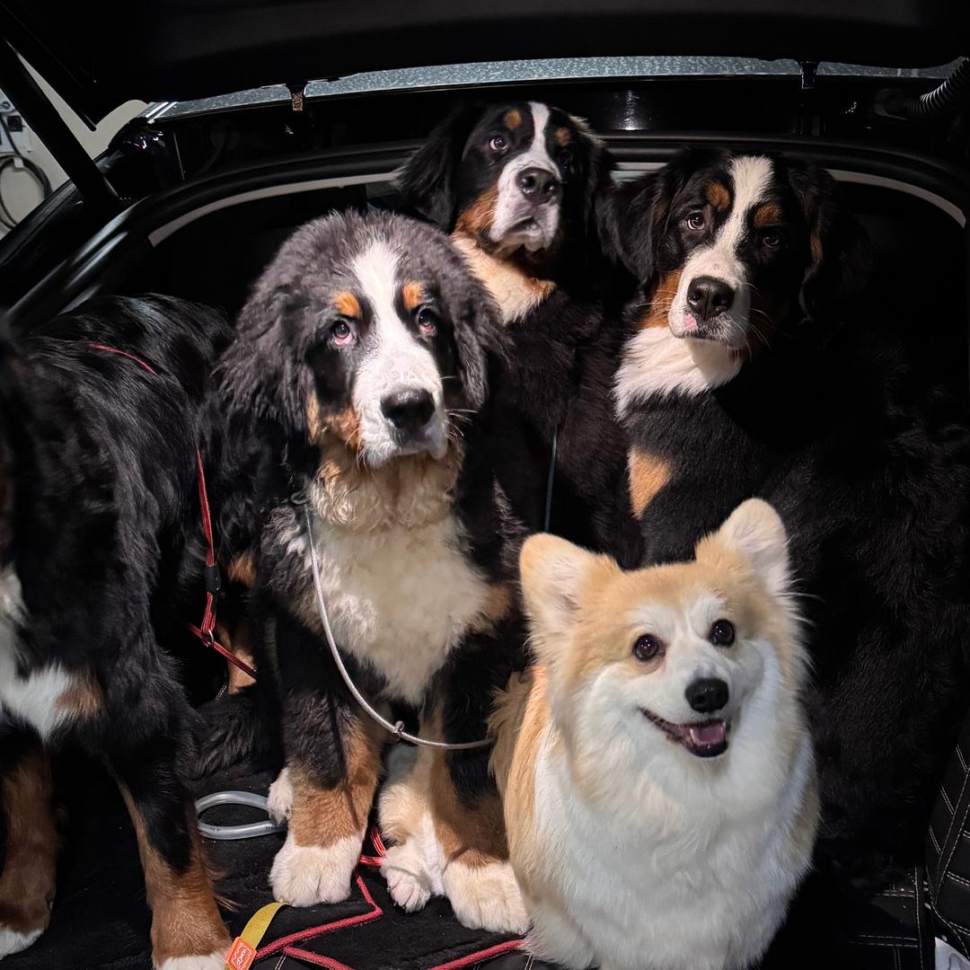 养了一群伯恩山呀