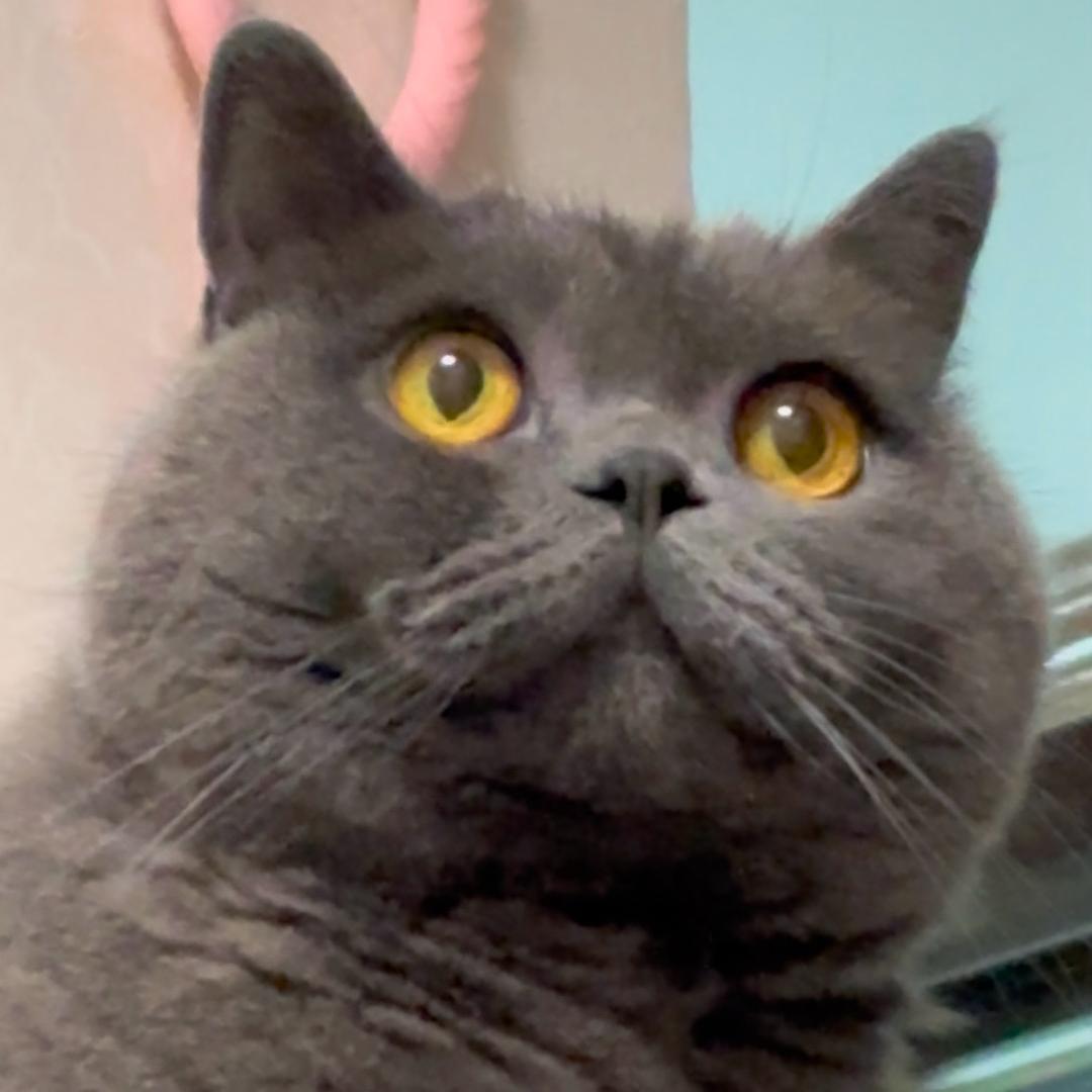 蓝猫圆圆