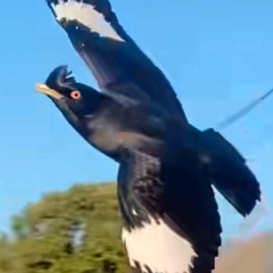 超哥宠物有限公司