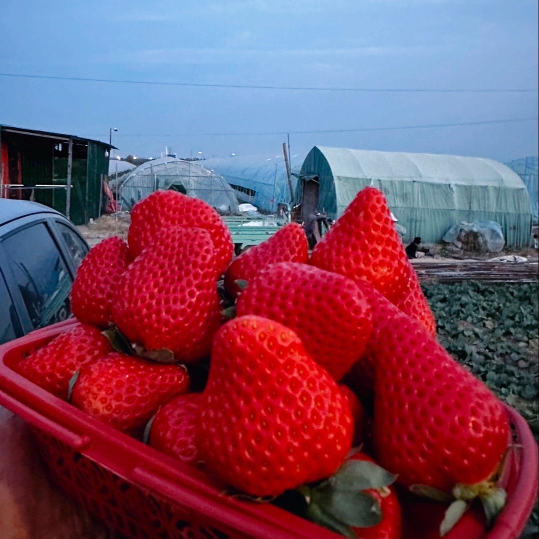 阜阳五亩田草莓园