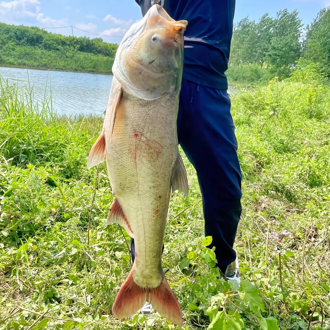浮钓鲢鳙✔狂拔连竿