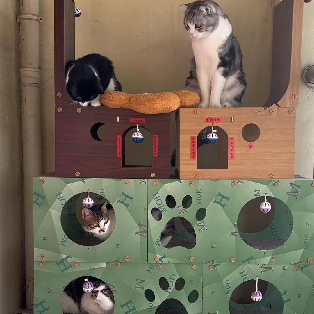 好多猫
